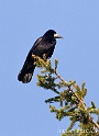 Corbeau 2700